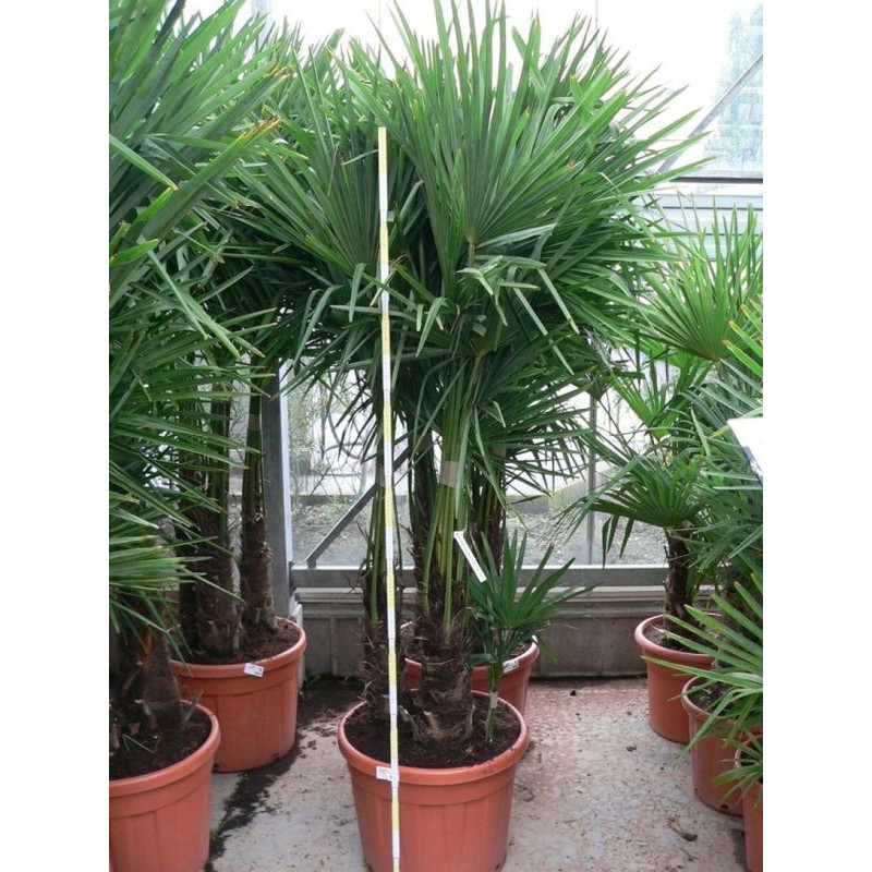 vente de palmier de Chine - 3 troncs - 220 cm (trachycarpus fortunei)
