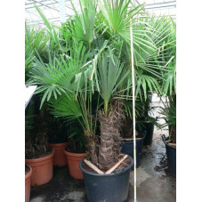 Trachycarpus fortunei - multitroncs 90l