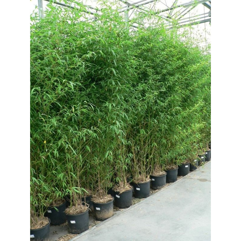 vente de bambou doré 250 cm (phyllostachys aurea)