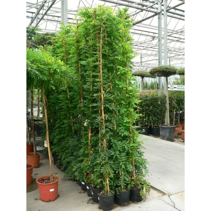 vente de glycine - 250 cm (wisteria sisnensis)