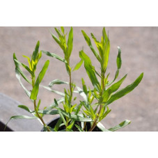 Estragon  - Artemisia dranunculus