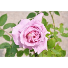 Rosier rose grosses fleurs - Waltztime