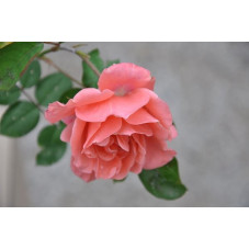 Rosier tige rose polyantha - Favorite
