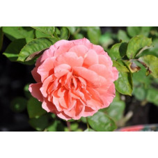 Rosier rose polyantha  - favorite 
