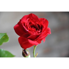 Rosier rouge polyantha - Nina Weibel