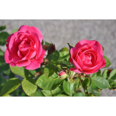 Rosier rose polyantha  - melrose 