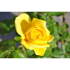 Rosier jaune polyantha - Lora