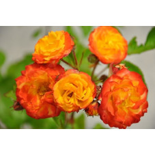 Rosier rouge orange polyantha - Rumba