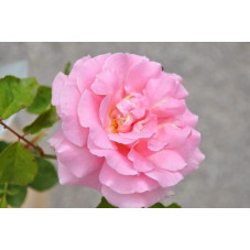 Rosier rose grosses fleurs - Frédéric Mistral