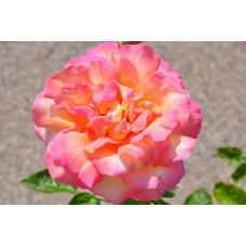 Rosier rose jaune grosses fleurs - Chica