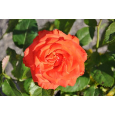 Rosier orange rouge grosses fleurs - Marieken