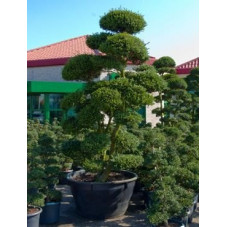 Ilex crenata - bonsaï   325 cm